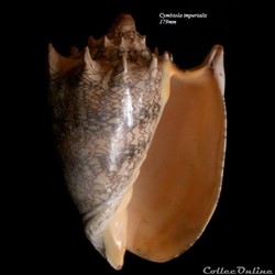 Cymbiola imperialis 179mm