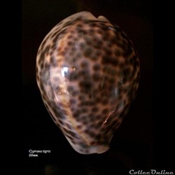 Cypraea tigris 88mm