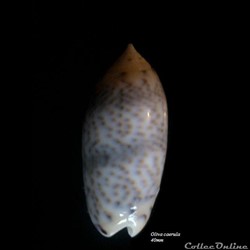 Oliva caerula 40mm