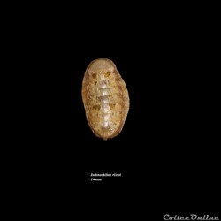 Ischnochiton rissoi 14mm