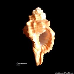 Cymatium pyrum 87mm