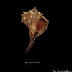 Bolinus brandaris cagliaritanus 74.5mm