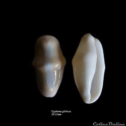 Cyphoma gibbosa 28-31mm