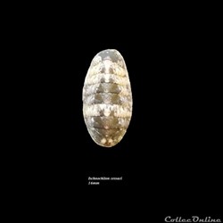Ischnochiton cessaci 16mm