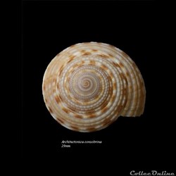 Architectonica consobrina 29mm