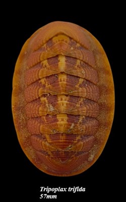 Tripoplax trifida 57mm