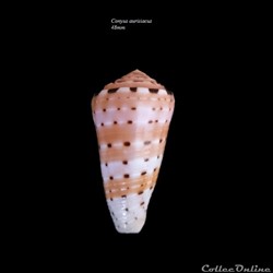 Conus aurisiacus 48mm