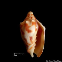 Cymbiola deshayesi 74mm