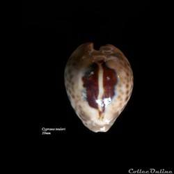 Cypraea teuleri 39mm