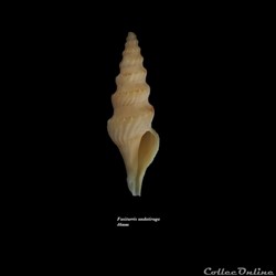 Fusiturris undatiruga 46mm