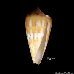 Conus janus 52mm