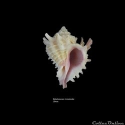 Babelomurex ricinuloides 30mm