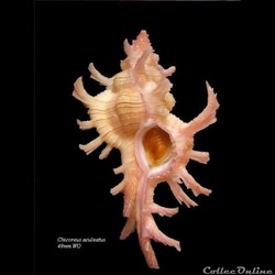 Chicoreus aculeatus 49mm WO