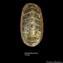 Dendrochiton flectens 14.3mm