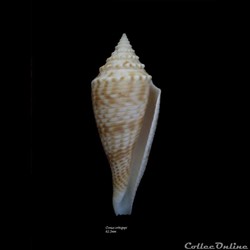 Conus orbignyi 62.5mm