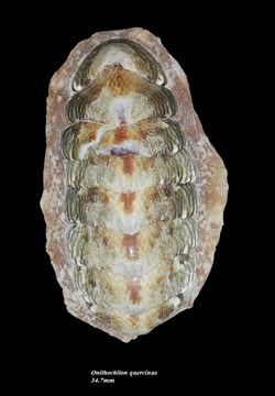Onithochiton quercinus 34.7mm