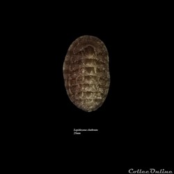 Lepidozona clathrata 25mm