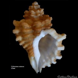 Cabestana cutacea 63mm