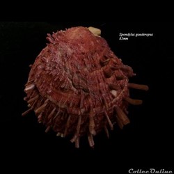 Spondylus gaederopus 85mm