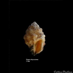 Drupa chrysostoma 17mm
