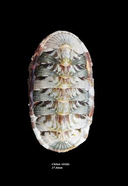 Chiton viridis 37.8mm