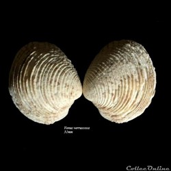 Venus verruscosa 31mm
