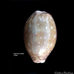 Cypraea vittelus 37mm