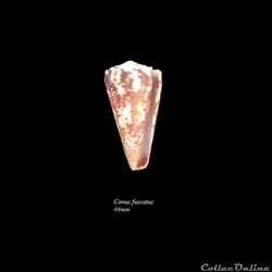 Conus fuscatus 44mm