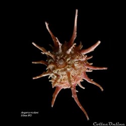 Angaria vicdani 80mm WO