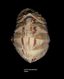 Lorica haurakiensis 38mm