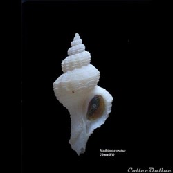 Hadriania oretea 29mm WO