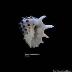 Drupa ricina albolabris 21.5mm