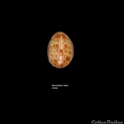 Boreochiton ruber 12mm