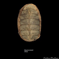 Mopalia hindsii 49mm