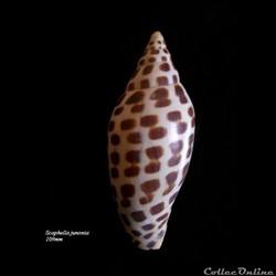 Scaphella junonia 109mm