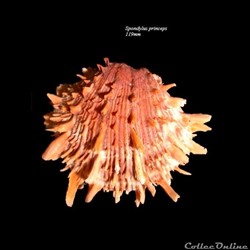Spondylus princeps 119mm