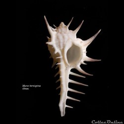 Murex ternispina 69mm