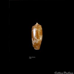 Conus obscurus 27mm