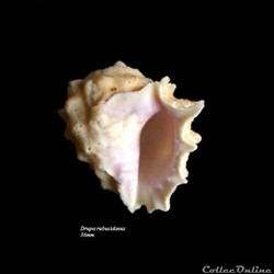 Drupa rubusidaeus 36mm