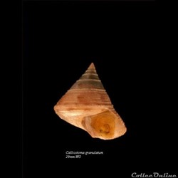 Calliostoma granulatum 29mm WO