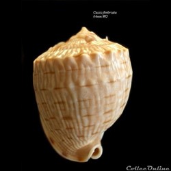 Cassis Fimbriata 64mm WO