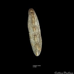 Cryptoplax striata 51.5mm