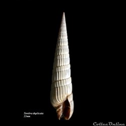 Terebra duplicata 55mm