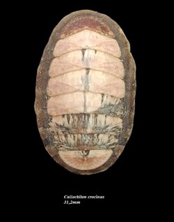 Callochiton crocinus 31.2