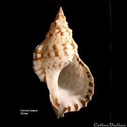 Charonia lampas 262mm