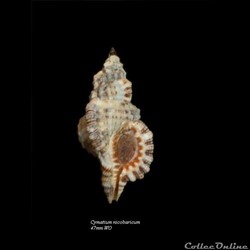 Cymatium nicobaricum 47mm WO