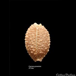 Cypraea granulata 26.5mm