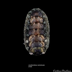 Acanthochitona rubrolineata 21mm