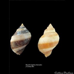 Nucella lapillus bizonalis 27-29mm WO