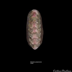 Stenoplax purpurascens 35mm
